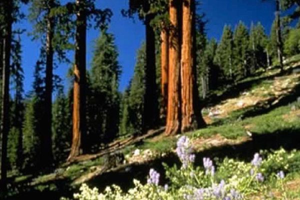 Planning for Water Resources in the Southern Sierra of California